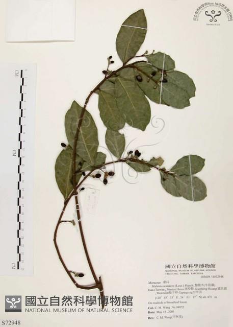 盤龍木、牛筋藤藏品圖，第1張