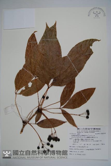 假吳茱萸葉五加藏品圖，第1張