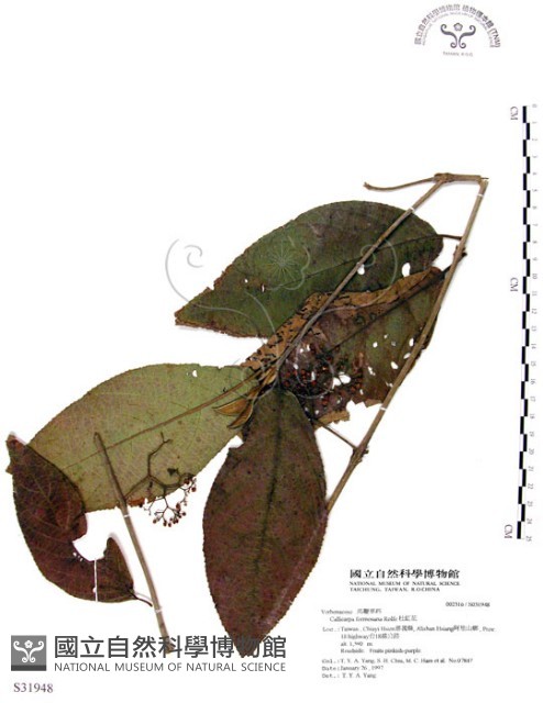 杜虹花，台灣紫珠藏品圖，第1張