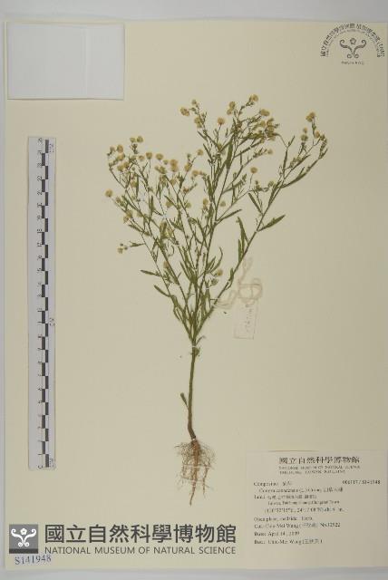 加拿大蓬藏品圖，第1張