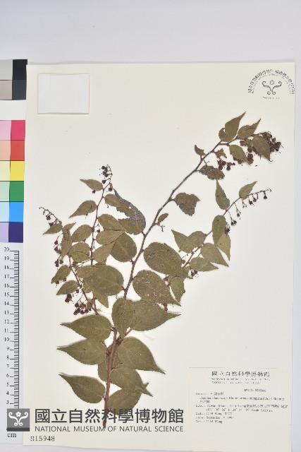 白珠樹藏品圖，第1張