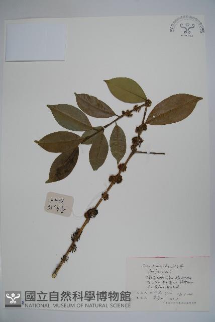 中華冬青藏品圖，第1張