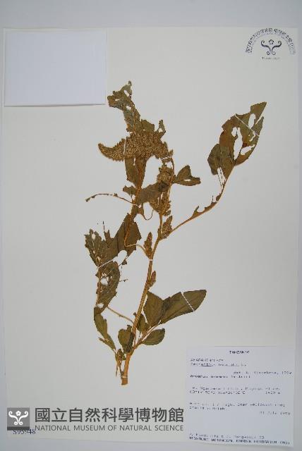 繁穗莧藏品圖，第1張