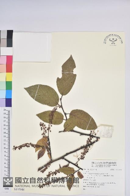 登錄號:S135948藏品圖，第1張