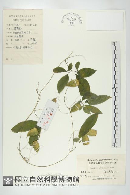 馬銅鈴藏品圖，第1張