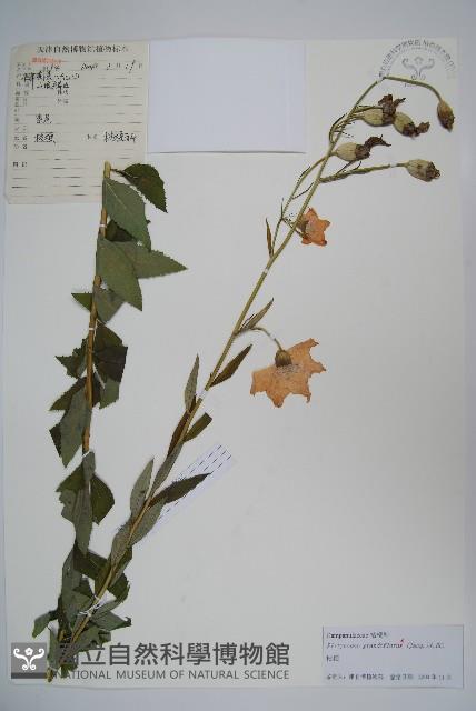 桔梗藏品圖，第1張