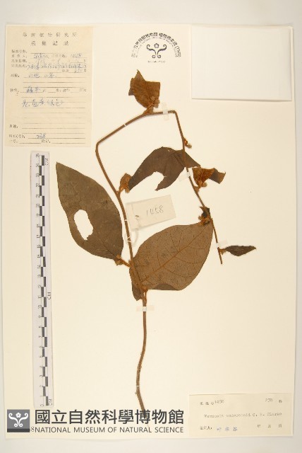 毒根斑鳩菊藏品圖，第1張