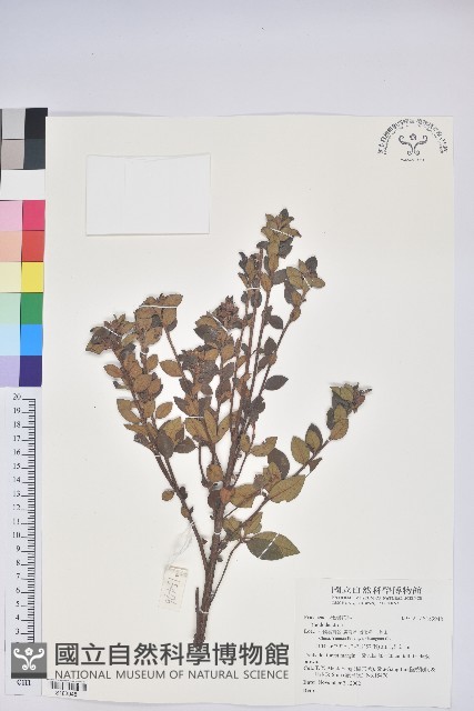 登錄號:S183948藏品圖，第1張