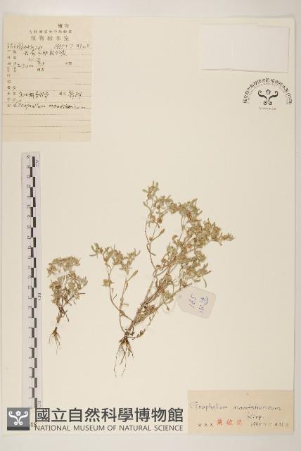 東北鼠麴草藏品圖，第1張