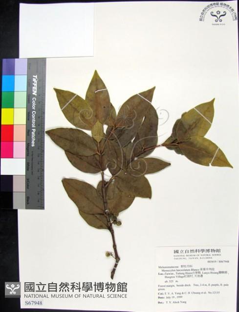 革葉羊角扭、細脈榖木藏品圖，第1張