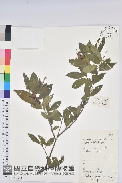 日本五月茶、南投五月茶藏品圖，第1張