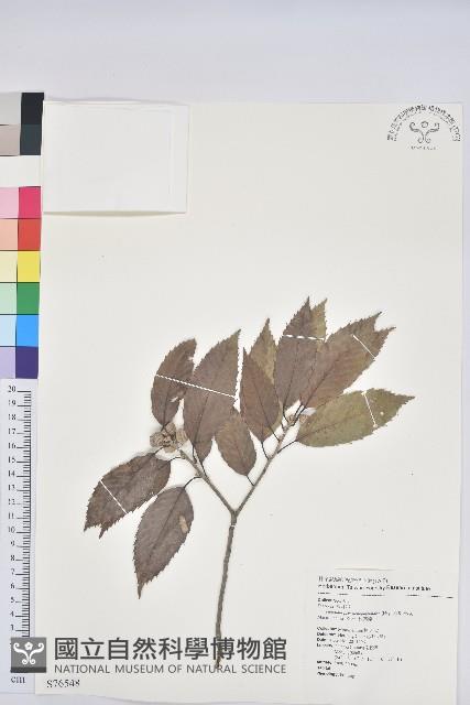 狹葉櫟藏品圖，第1張