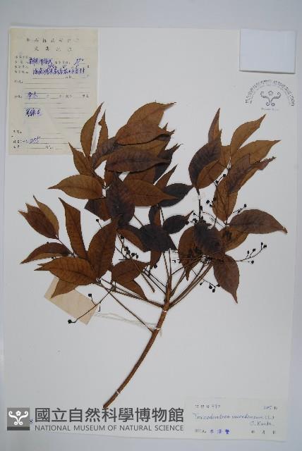 野漆、木臘樹藏品圖，第1張