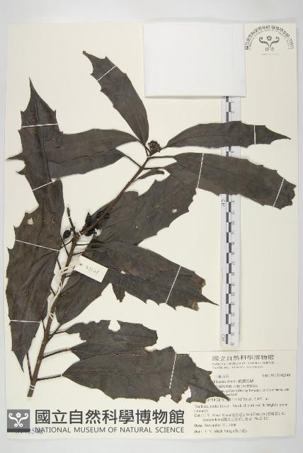 桃葉珊瑚藏品圖，第1張