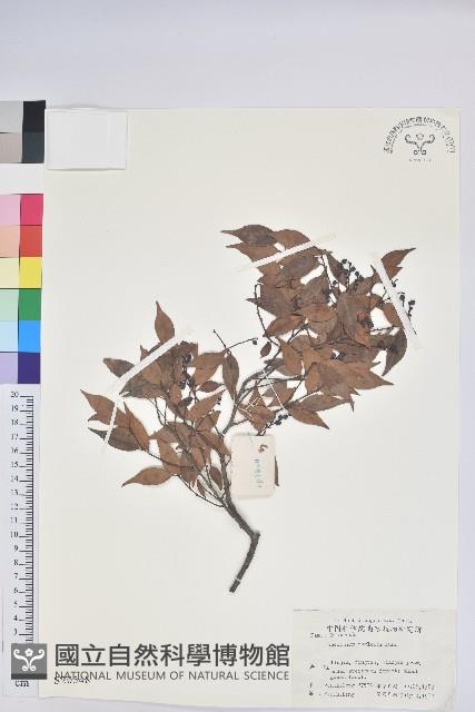 短尾越橘藏品圖，第1張