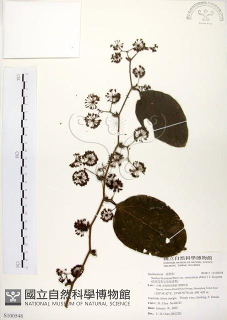 糙莖菝契、疣枝菝契藏品圖，第1張