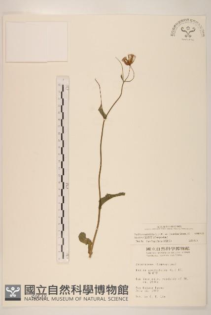 紫背草藏品圖，第1張