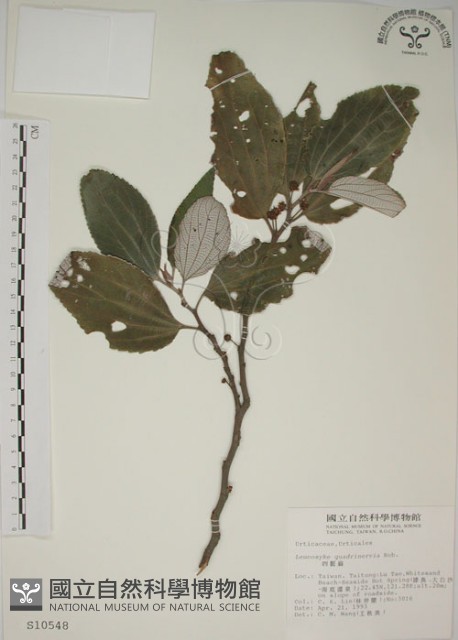 四脈麻藏品圖，第1張