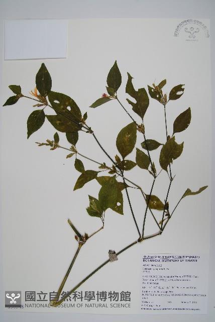 六角英, 槍刀菜藏品圖，第1張