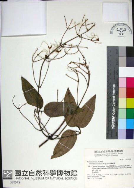 麥氏鐵線蓮藏品圖，第1張