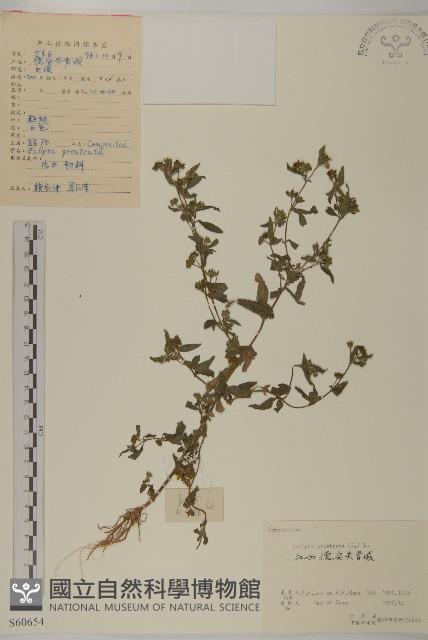 灰木藏品圖，第1張