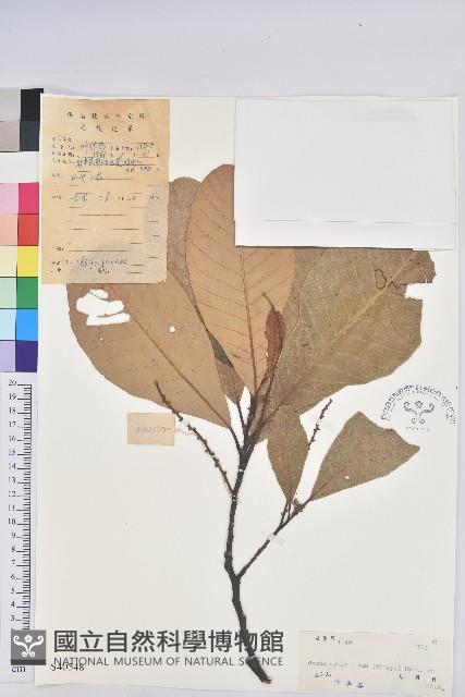 黧蒴栲藏品圖，第1張