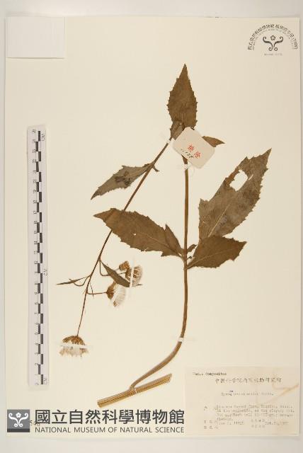 野茼蒿藏品圖，第1張