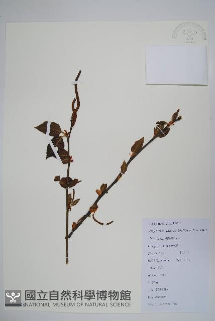 雷公鵝耳櫪藏品圖，第1張