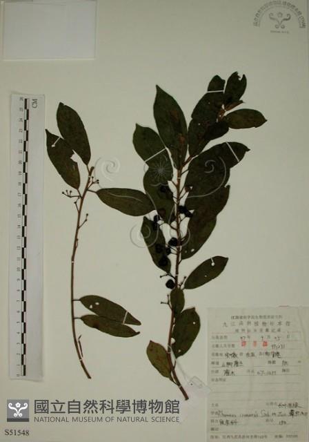 鈍齒鼠李藏品圖，第1張