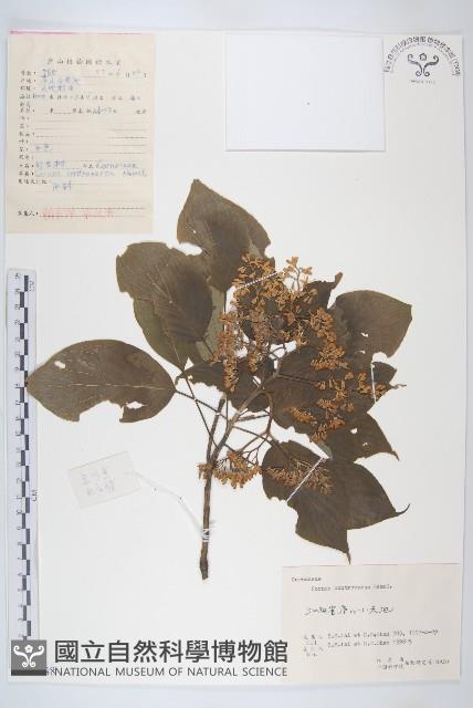 燈臺樹藏品圖，第1張