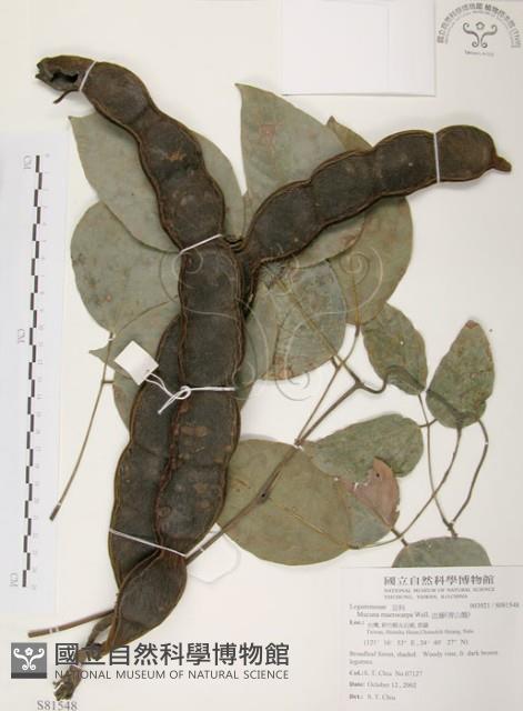 血藤、青山籠藏品圖，第1張