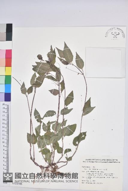 山靛藏品圖，第1張