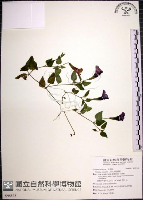 倒地蜈蚣藏品圖，第1張