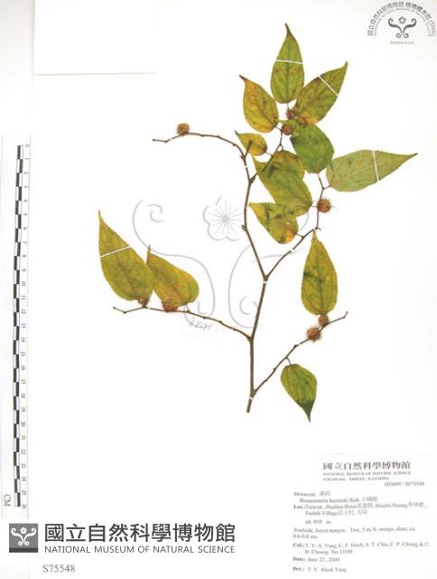 小構樹藏品圖，第1張