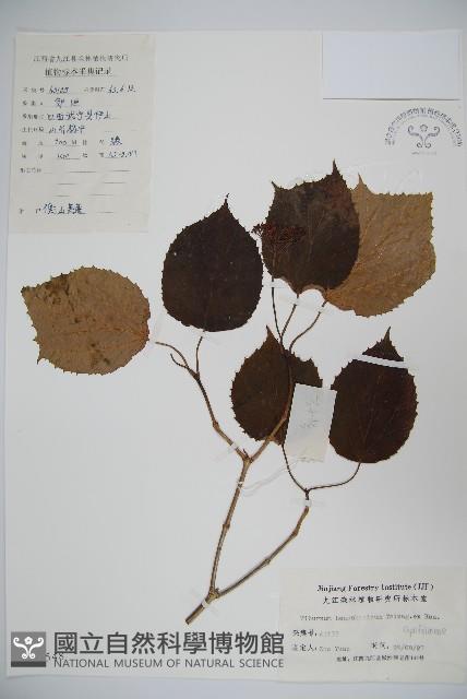 衡山莢迷藏品圖，第1張