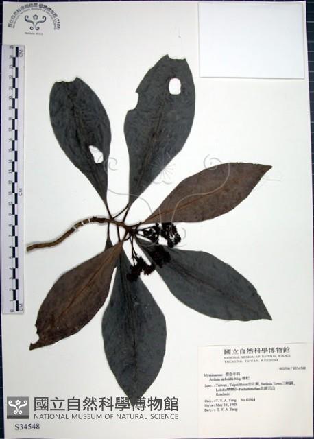 樹杞藏品圖，第1張