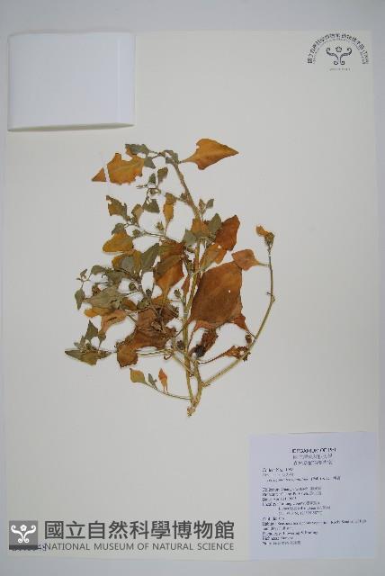 番杏藏品圖，第1張