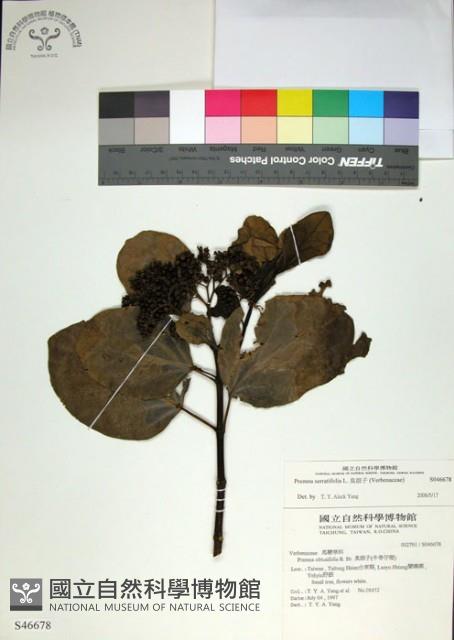 臭娘子藏品圖，第1張