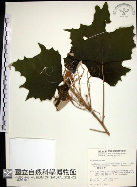 台灣白匏子藏品圖，第1張