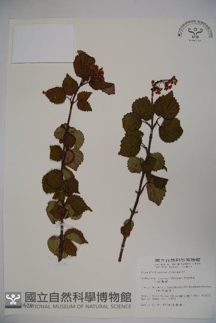 玉山糯米樹、狹葉糯米樹藏品圖，第1張