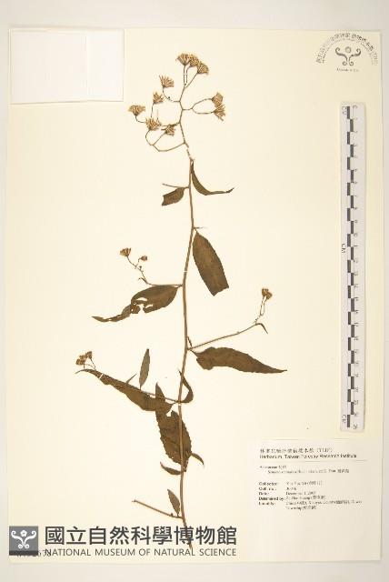 Accession Number:S132678 Collection Image, Figure 1, Total 2 Figures