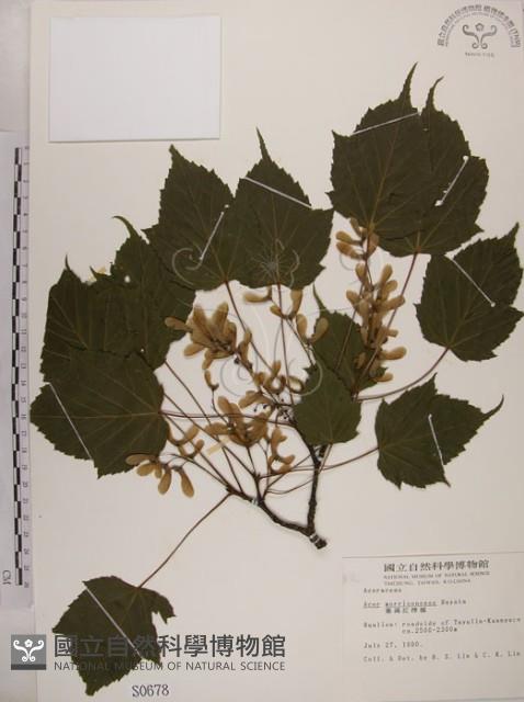 臺灣紅榨槭藏品圖，第1張