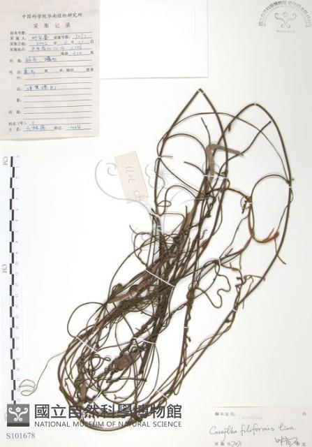 無根草藏品圖，第1張