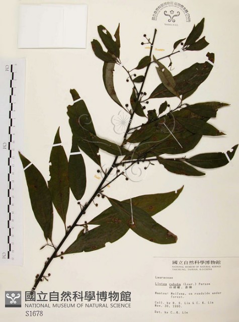 山胡椒藏品圖，第1張