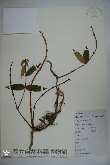 忍冬、金銀花藏品圖，第1張