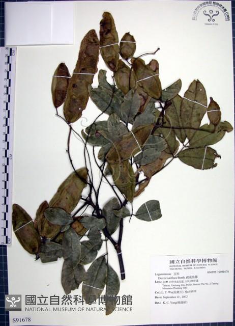 疏花魚藤藏品圖，第1張