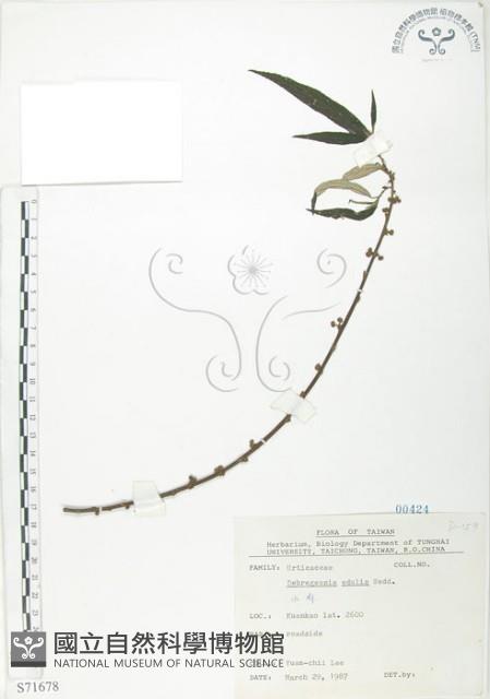 水麻藏品圖，第1張