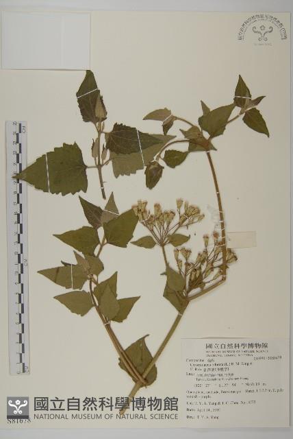 香澤蘭、飛機草藏品圖，第1張