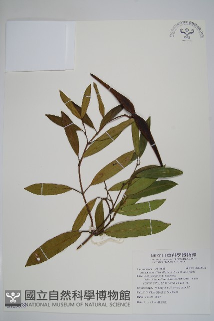 小錦蘭藏品圖，第1張