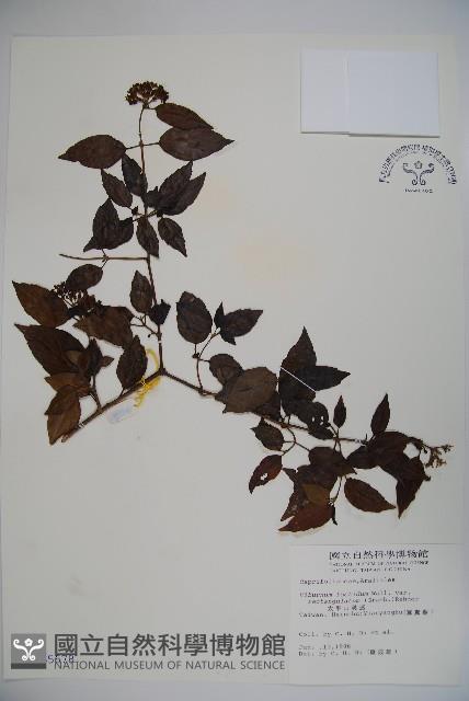 狹葉莢迷藏品圖，第1張